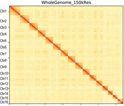 Chromosome Genome Assembly and Annotation of the Capitulum mitella With PacBio and Hi-C Sequencing Data